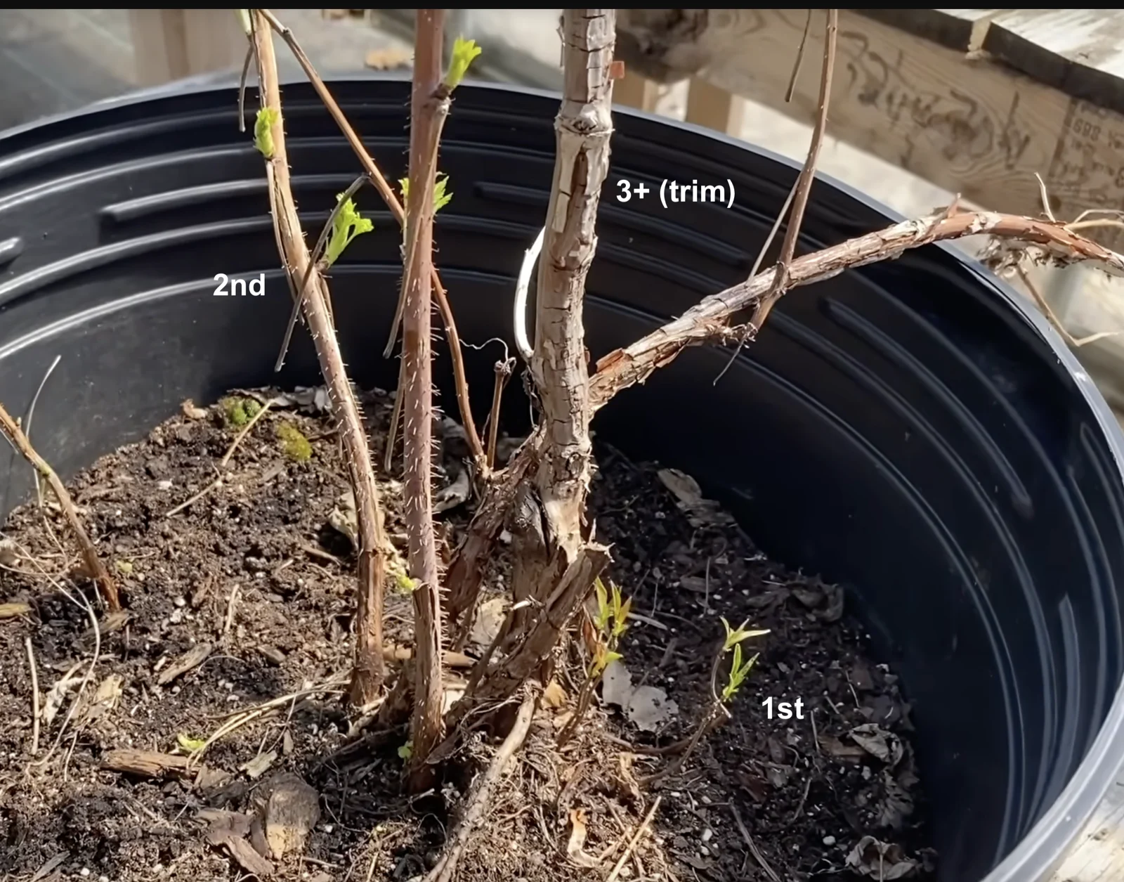 Berry cane years identification